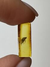 Amber Stone with FLY Insect.FLY Trapped in Amber Stone.Insects in Amber Stone picture