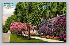 St Petersburg FL Bougainvillaea Vine Florida Postcard picture