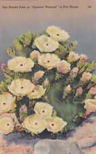 Prickly Pear Full Bloom Desert Flower Postcard B20 picture