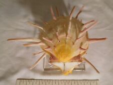 Spondylus ~Yellow & Orange with Pink Spines 6 inch Thorny Oyster Seashell picture