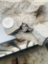Very Rare, Calcite Crystal, Brachiopod Geode picture