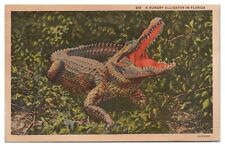 Vintage A Hungry Alligator in Florida Postcard c1937 Linen picture
