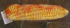 Christopher Radko Yellow Gold Orange Corn On The Cob Glass Ornaments NWT Poland picture