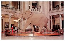 Washington, D.C. Smithsonian Museum Natural History African Elephant Postcard picture