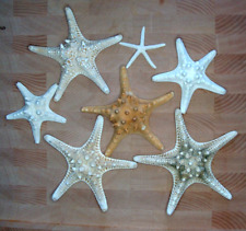 Lot Of 7 Dried Starfish In Various Sizes And Colors #17 picture