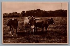 Jersey Cows RPPC postcard United Kingdom UK 206939 J.V.; Channel Islands picture