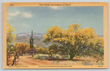Arizona Palo Verdes and Sahauro Cactus in Bloom Linen Postcard picture