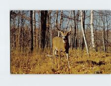 Postcard White Tail Buck On The Alert picture