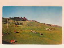 Hearst San Simeon State Historical Monument Zebra and Cattle Vintage Postcard picture