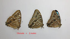MORPHO PORTIS THOMYRIS****TRIO 2males +1 female **** BRASIL(papered,not mounted) picture