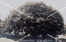 C 1907-1910 RPPC Postcard Le Claire Iowa The Green Tree Buffalo Bill Mirmont picture