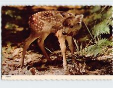 Postcard Fawn picture