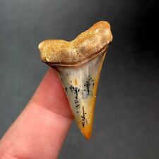 Stunning Bakersfield Hastalis Fossil Mako Shark Tooth Hill Great White Meg Gem picture