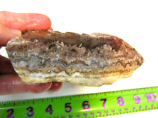 Crazy lace agate rough 8x4x2 inch 3.25# free priority shipping cl21 picture