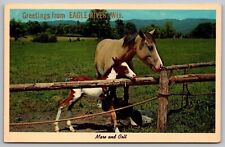 Greetings From Eagle River Wisconsin WI Mare Colt Mountains Postcard UNP VTG picture