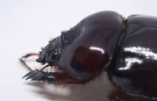 Scarabaeidae, Dynastinae Strategus antaeus USA (New Jersey) female picture