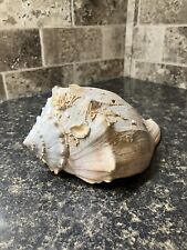 Left Handed Lighting Whelk Sea Shell With Barnacles Aquarium Decor  picture