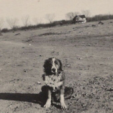 3Z Photograph Cute Adorable Old Dog Field Portrait Farm 1930-40's picture