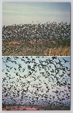 Waupun Wisconsin WI Goose Migration Geese Flying Multiview Postcard picture