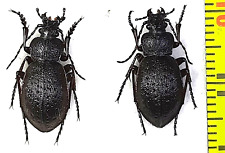 Carabidae, Carabus (Diocarabus) loschnikovi tsaganensis pair A1, E.Russia (Tyva) picture