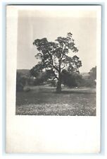 Sharon CT Large Tree Floral Field RPPC Early View picture