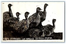 c1930's Baby Ostrichers Los Angeles Ostritch Farm CA RPPC Photo Vintage Postcard picture