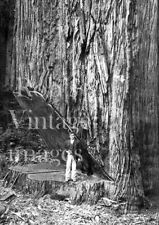 Vintage Redwood Sequoia Logging Photo Big Logs man Standing In Tree California picture