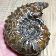 413g Natural Ammonite Fossil Conch Crystal Specimen Healing d609 picture