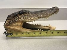 Jumbo Alligator Head Brand New With Felt On Bottom For Display See Pics picture