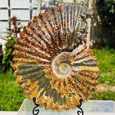 3.53lb Rare Large Natural Conch Ammonite Fossil Crystal Mineral Specimen Reiki picture