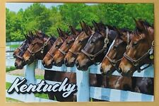 Postcard KY. Horses. Kentucky  picture