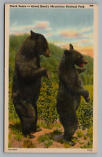 Black Bears Walking on Hind Legs Great Smoky Mountains National Park Postcard picture