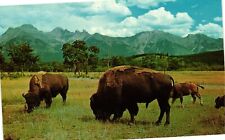 Vintage Postcard - Buffalo Or Bison Roaming On Range Mountains In Background picture