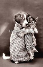 Picture Photo Vintage dog cat puppy kitten pets antique art cute gift 7867 picture