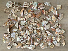 Lot 116 pieces of Atlantic Giant Cockle imperfect jewelry arts crafts sea shells picture