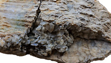 W. Texas Petrified Wood W/ Unique Quartz Natural Log Fossil picture