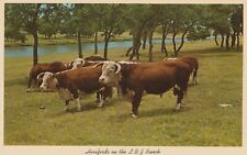 Herefords on the L B J Ranch Texas postcard unposted picture