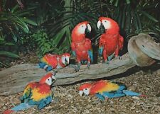 Parrots in Parrot Jungle Miami Florida 4x6 Postcard picture