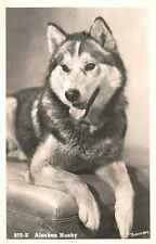 VINTAGE POSTCARD ALASKAN HUSKY DOG IN REAL PHOTO POSTED AT SEWARD AK 1954 picture