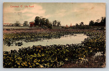 Conneaut Ohio Lily Pond View Posted 1910 OH Postcard picture