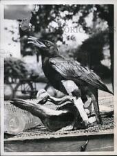 1957 Press Photo An impressive sight of Jim the crow picture