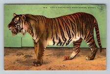 Sarasota FL-Florida, Tiger At Ringing Brothers Winter Quarters, Vintage Postcard picture