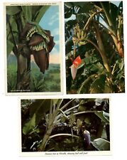 LOT OF 3 Florida banana tree 1920s-70s vintage postcards picture