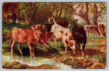 c1910s Cattle Cows Springtime Playing Calves Calf Antique Vintage Postcard picture
