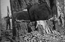 Vintage Redwood Sequoia Logging Photo  Lumber Jacks Humboldt, California picture