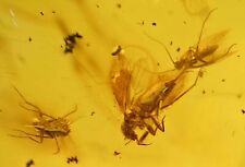 Several different species of insects, Fossil Inclusion in Dominican Amber picture