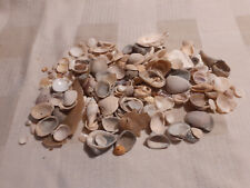 NICE lot of SEA SHELLS for Collectors or Crafting picture