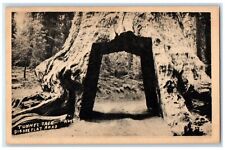 c1930's Tunnel Tree Big Oak Flat Road Yosemite California CA Vintage Postcard picture