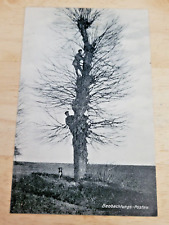 Postcard WW1 German Soldiers In A Tree Observation Post picture