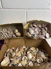 Mystery Mix Lot Of 20 Misc. Seashells Suprise Lot Art Craft Jewlery  picture